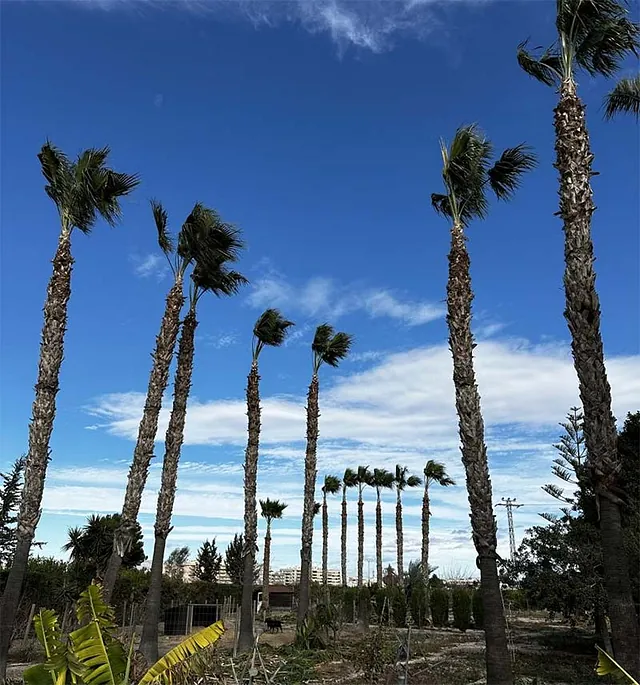 Podas TREPALM palmeras